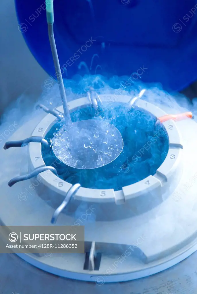 Egg storage for in vitro fertilisation (IVF). Tube of eggs in cryogenic (frozen) storage.