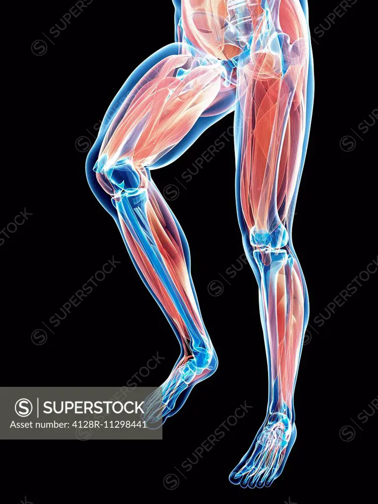 Leg anatomy, computer artwork.