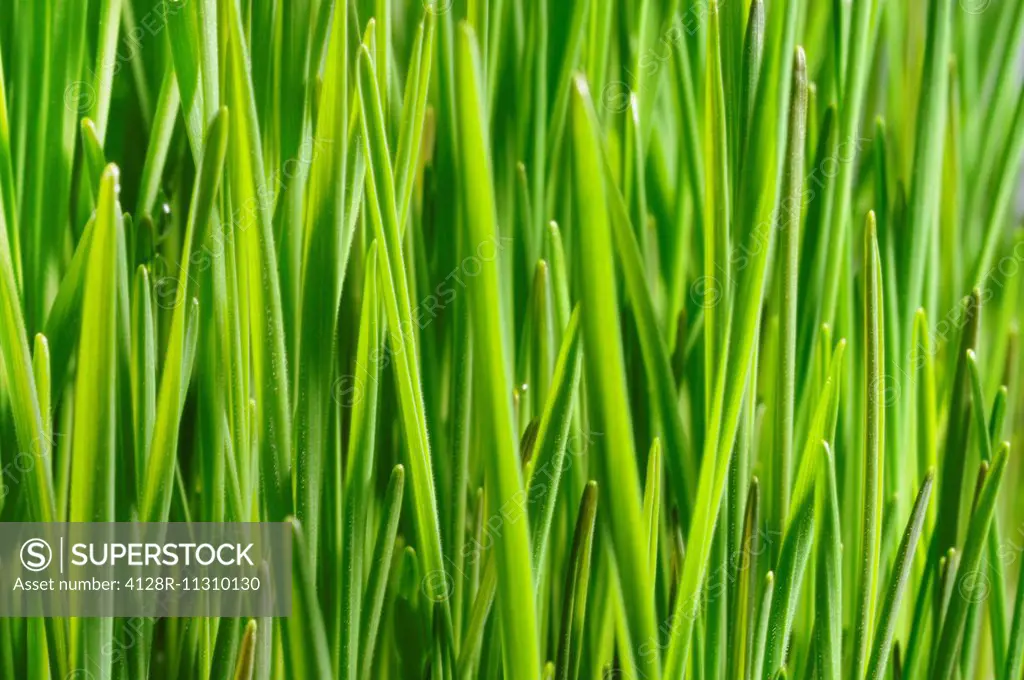 Wheatgrass. Wheatgrass is a food prepared from the cotyledons of the common wheat plant, Triticum aestivum