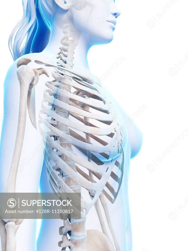 3,425 Female Rib Cage Stock Photos, High-Res Pictures, and Images