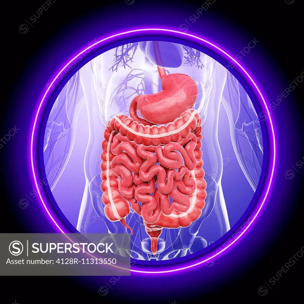 Human digestive system, computer artwork.