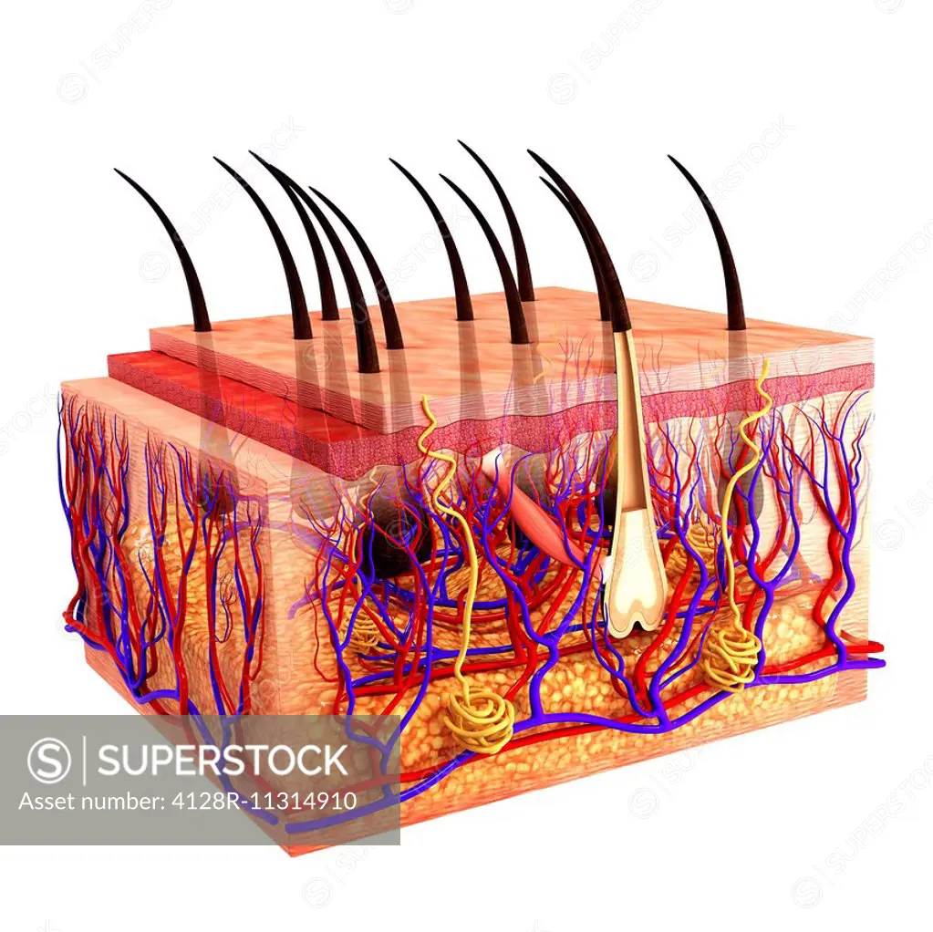 Human skin, computer artwork.