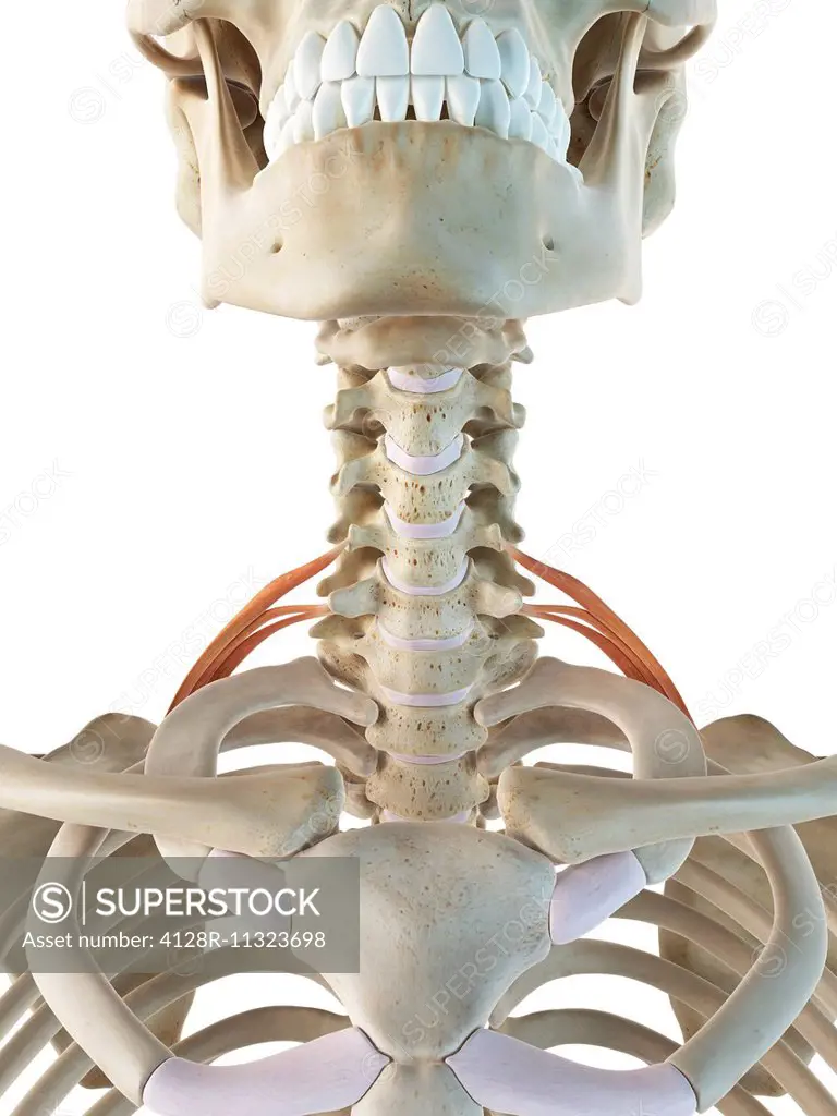 Human scalenus posterior muscles, computer artwork.