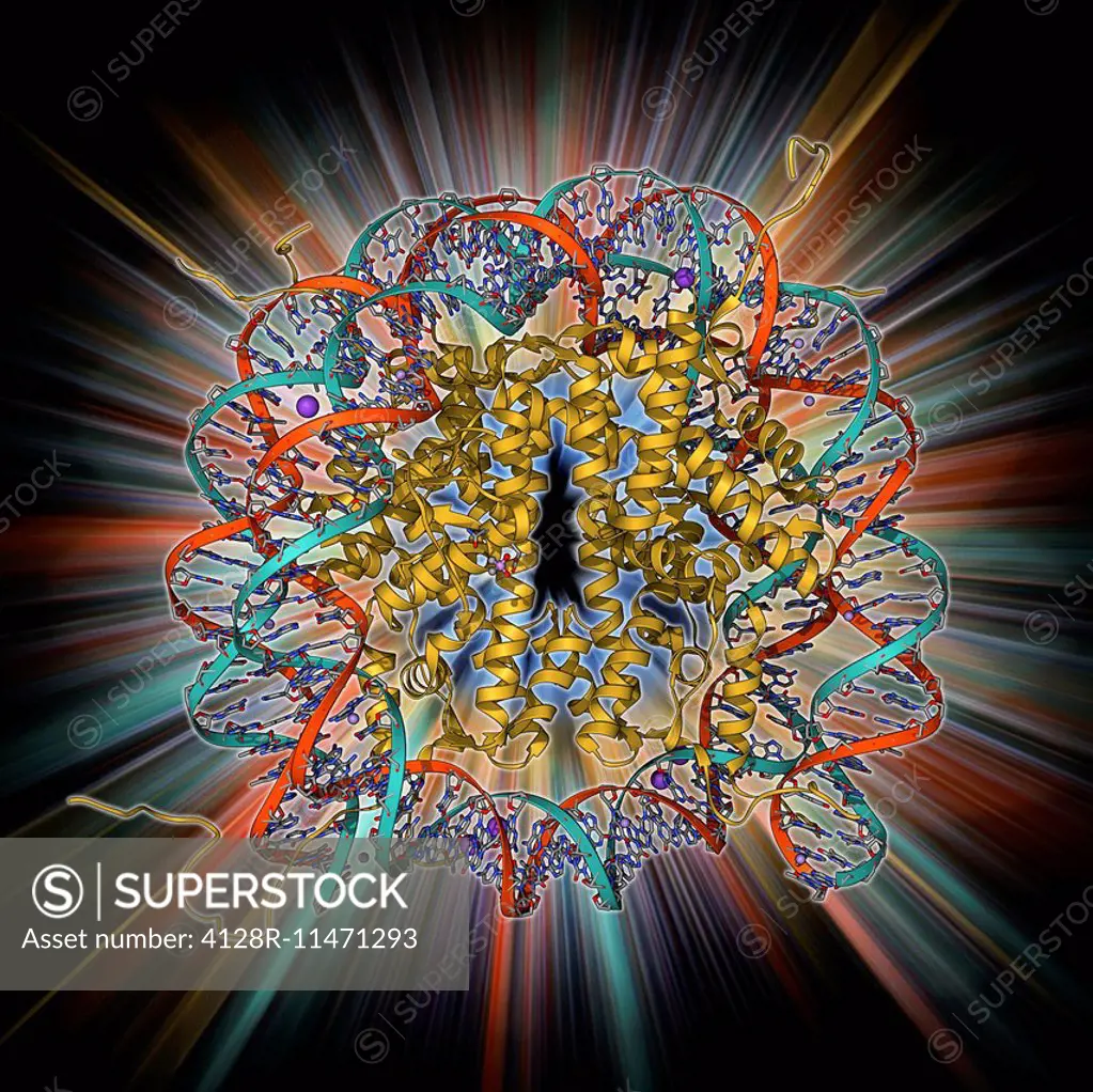 Nucleosome, molecular model. A nucleosome is a subunit of chromatin, the substance that forms chromosomes. It consists of a short length of DNA (deoxy...