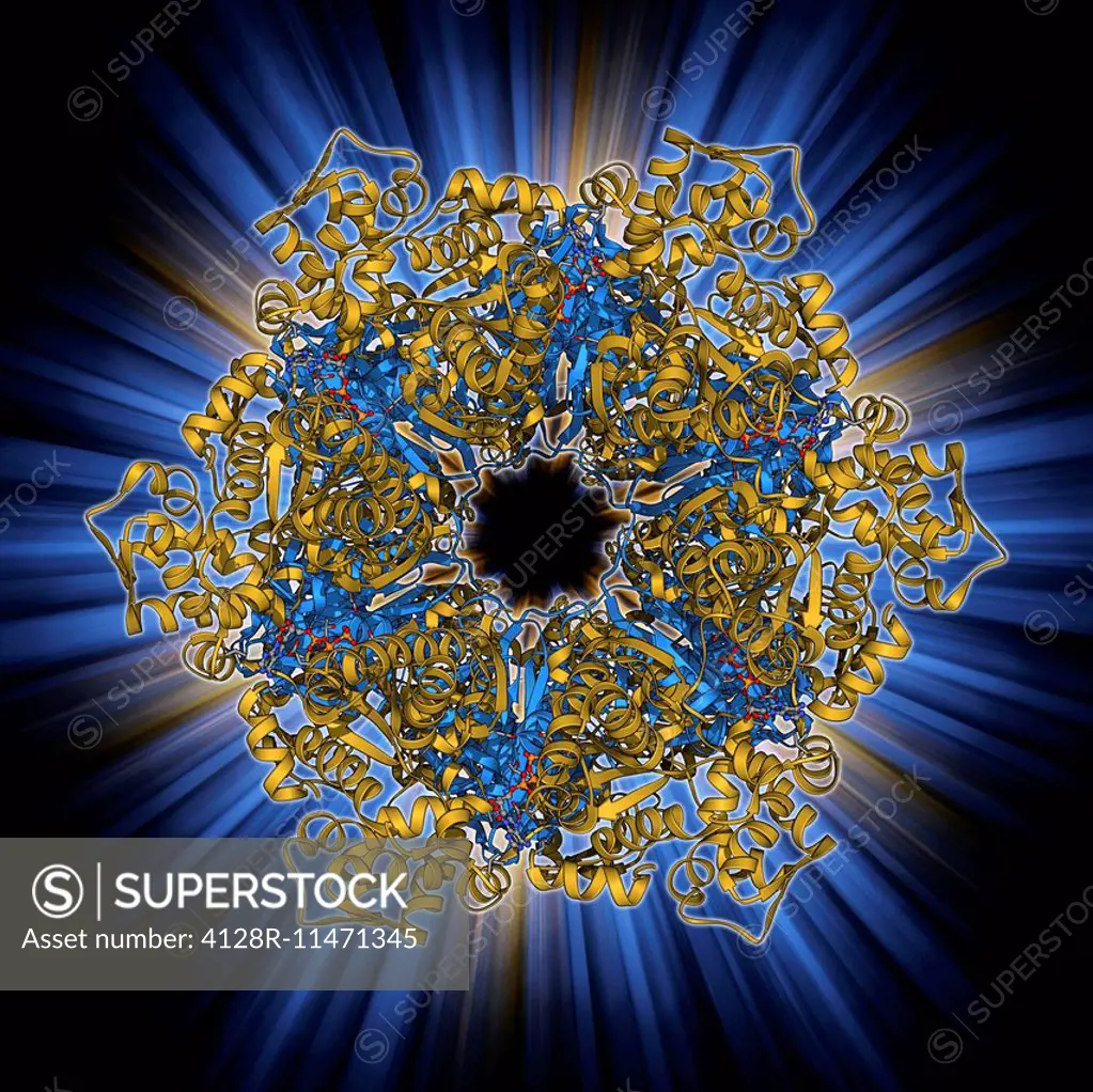 Bacterial protease molecule. Computer model of a molecule of HsIUV protease complexed with its chaperone protein from a bacterium. Proteases are enzym...