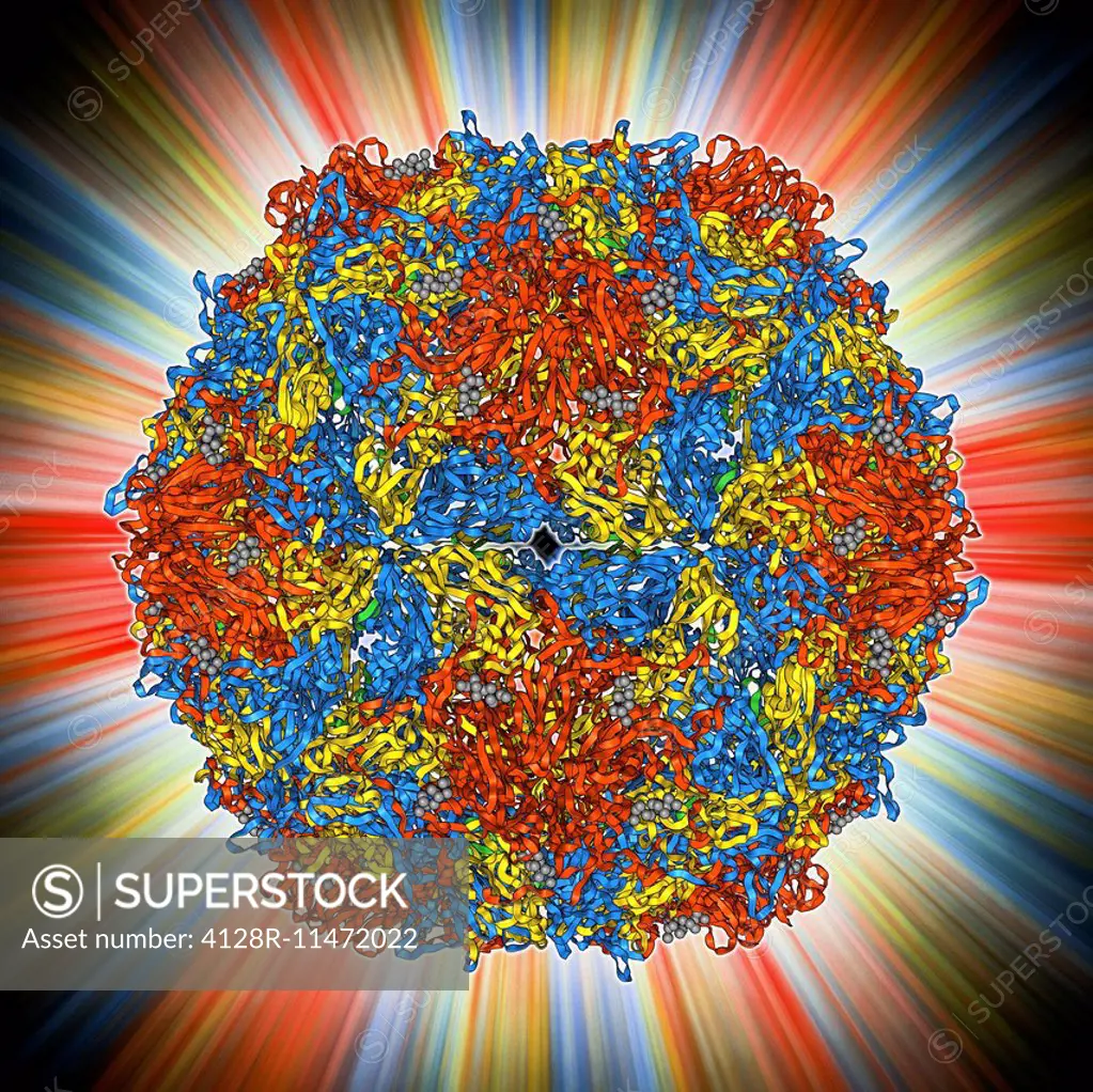 Poliovirus type 3 capsid, molecular model. This enterovirus causes poliomyelitis (polio) in humans, which affects the nervous system, sometimes leadin...