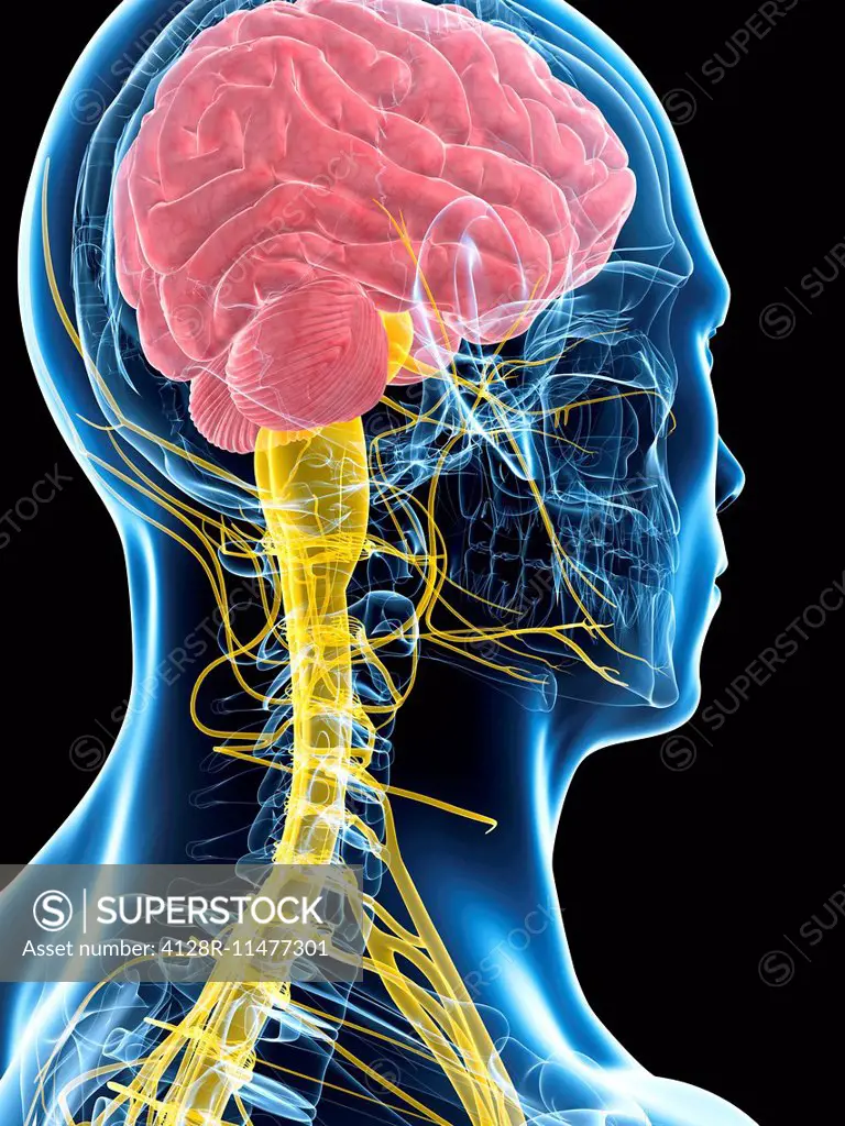 Human brain and spinal cord, computer artwork.