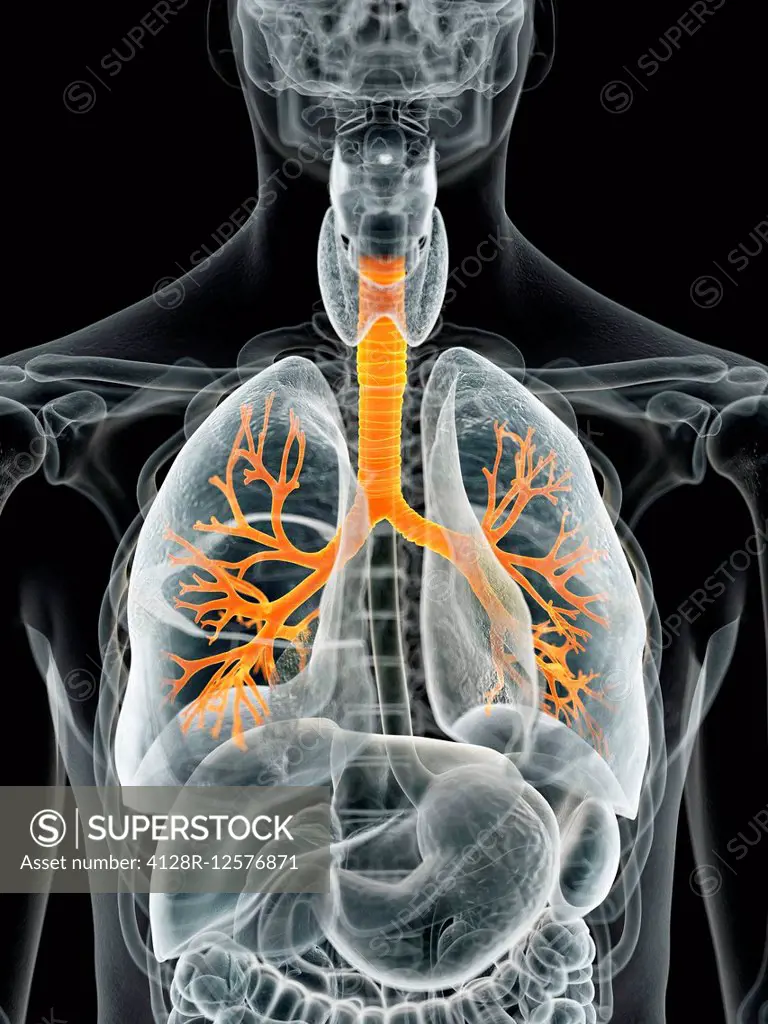 Human lungs, computer illustration.