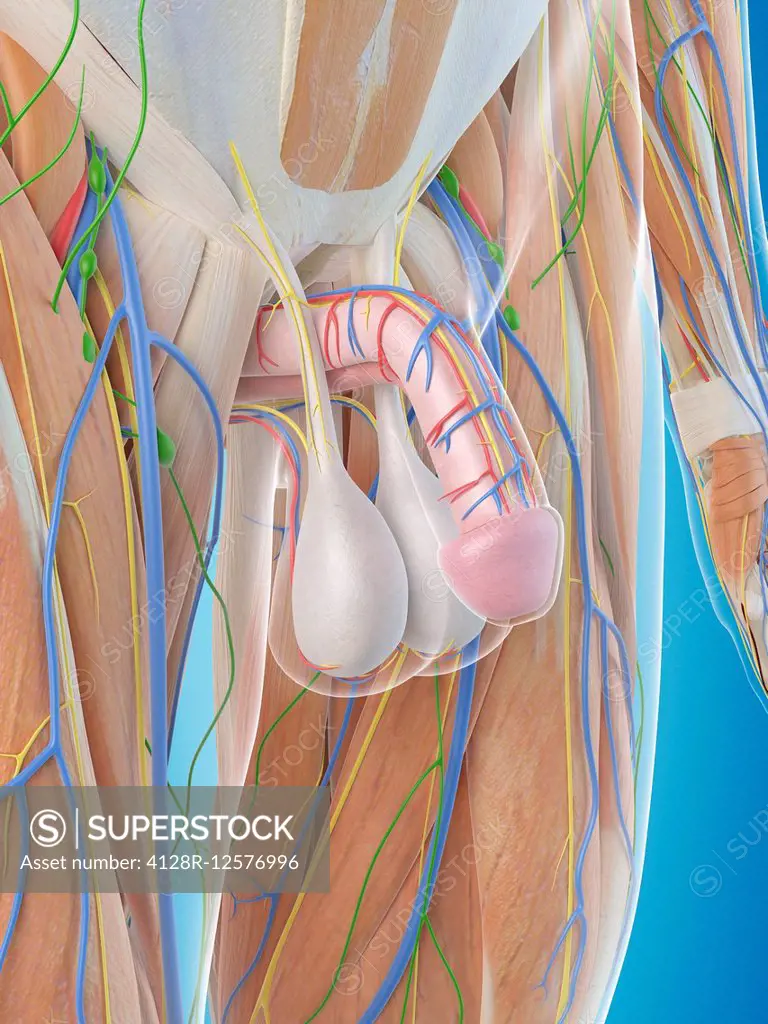 Male penis anatomy, computer illustration. - SuperStock