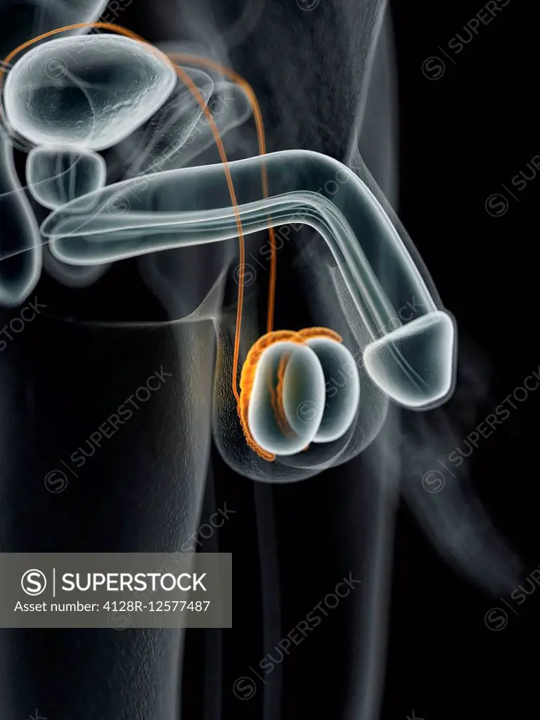 Male penis, computer illustration. - SuperStock