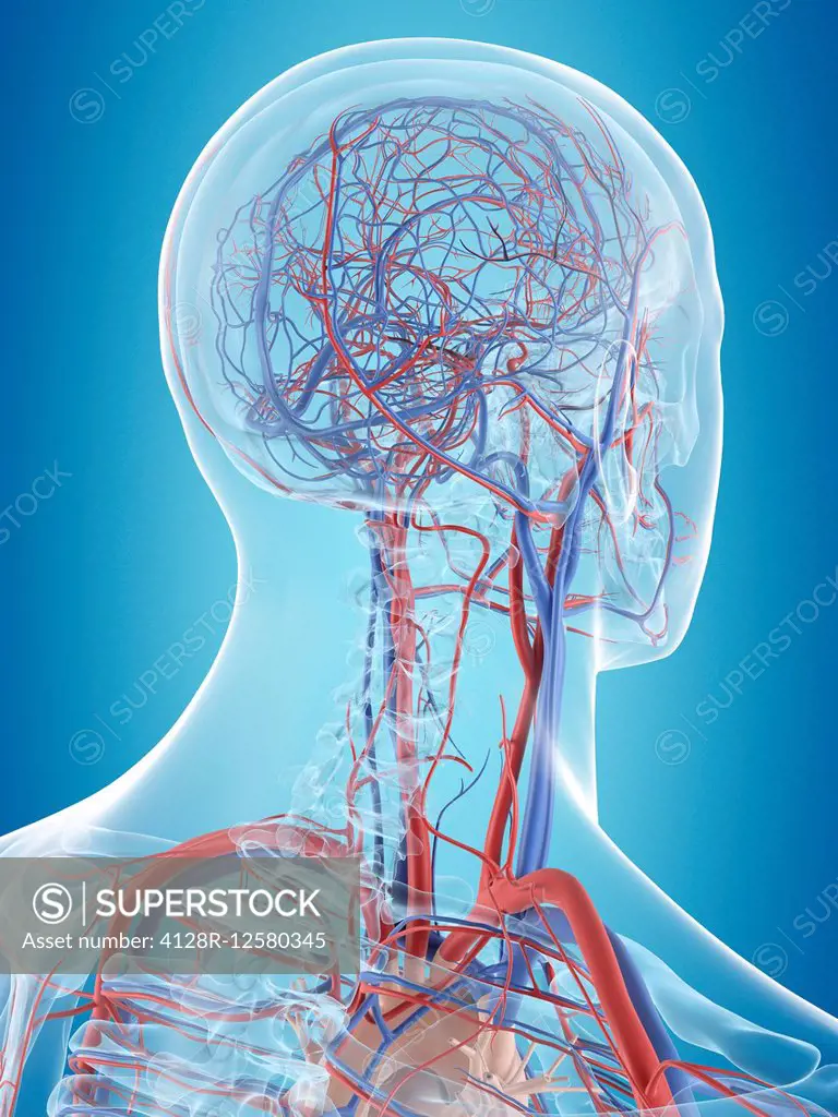 Human vascular system of the head, computer illustration.