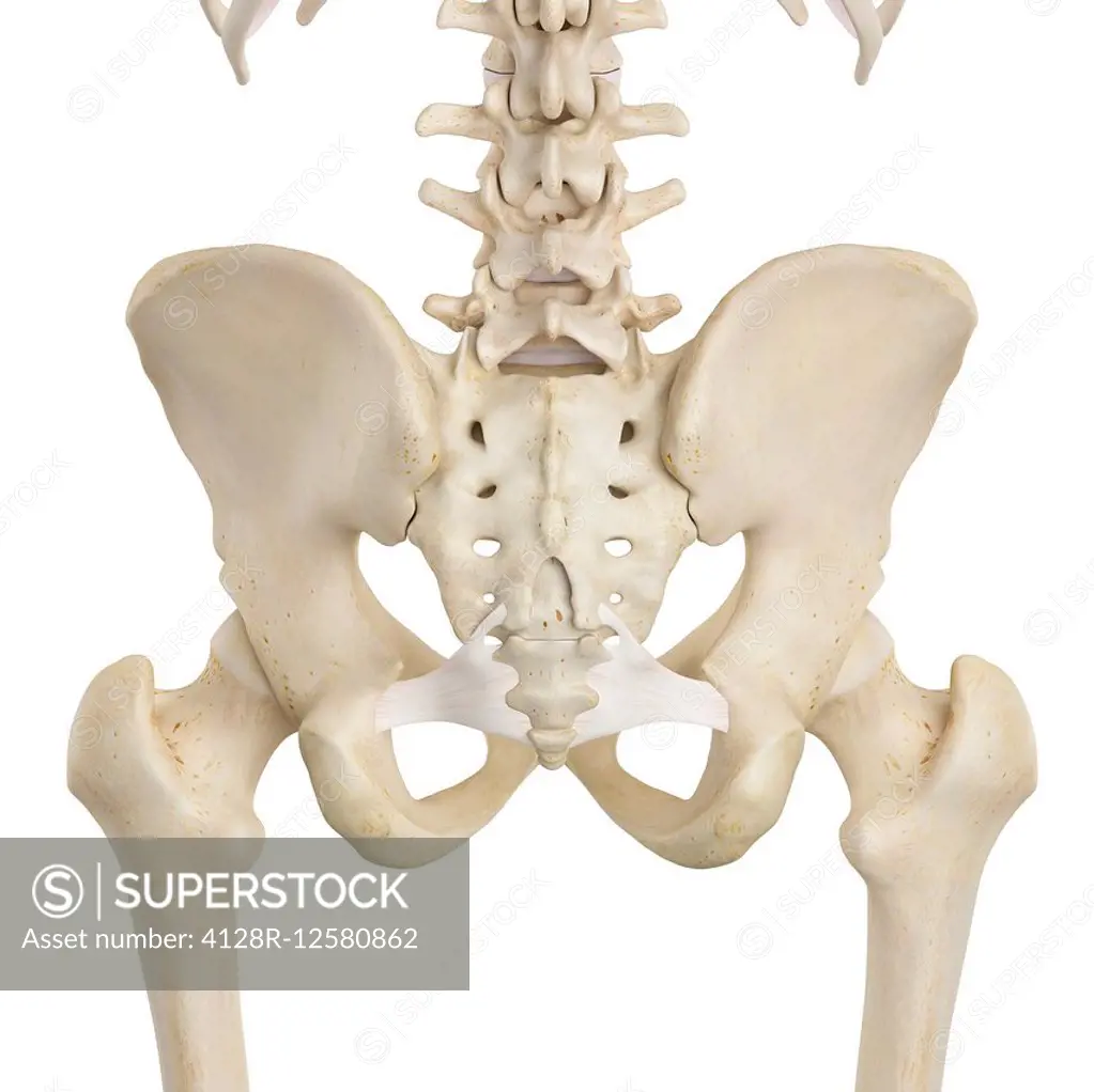 Human pelvis bones, computer illustration. - SuperStock