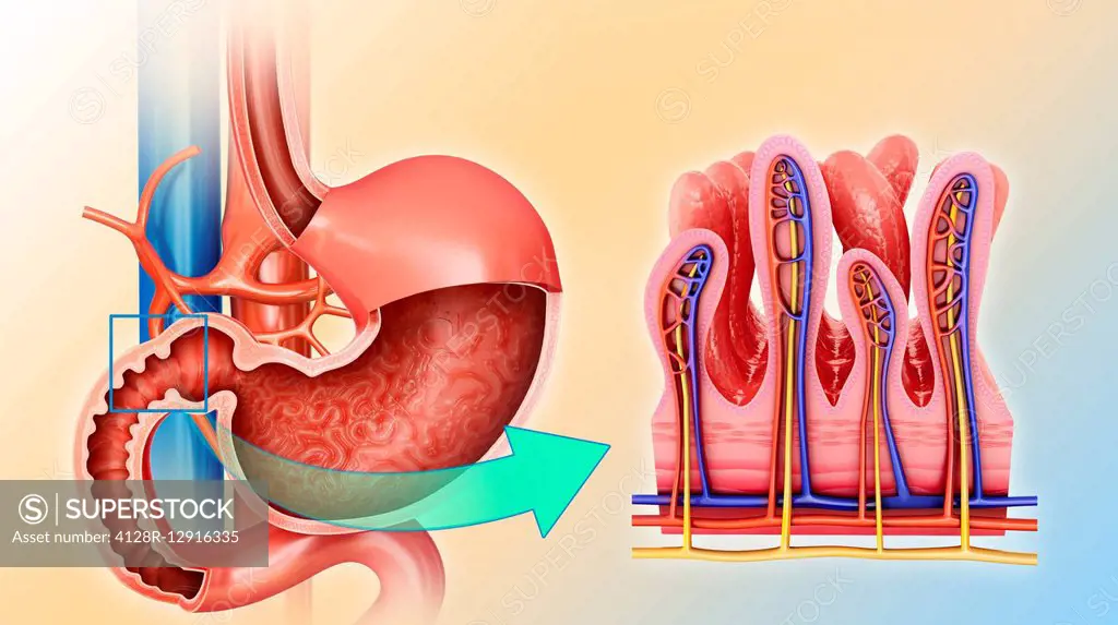 Small intestine and stomach, illustration