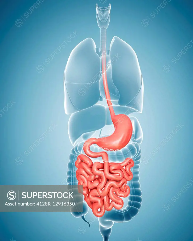 Human digestive system, illustration