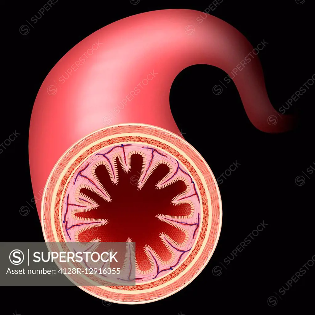 Small intestine wall, illustration