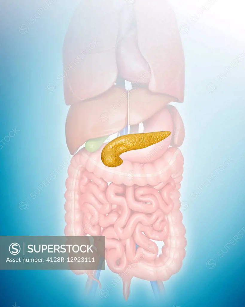 Pancreas, illustration