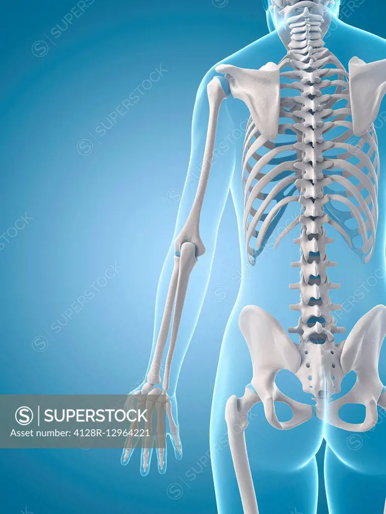 Human skeletal structure, Illustration