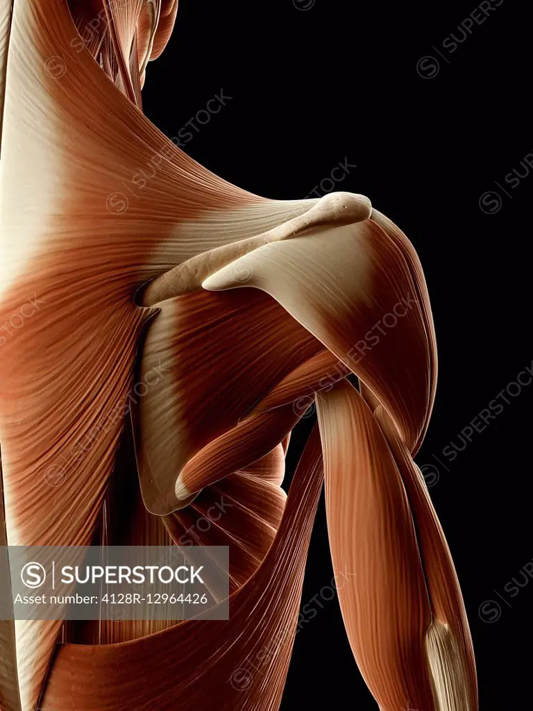 Human shoulder muscles, Illustration