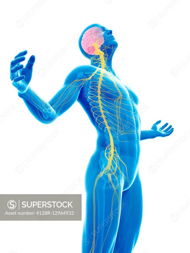 Human nervous system, Illustration