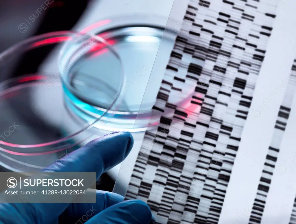 Genetic research. DNA (deoxyribonucleic acid) autoradiogram with a sample in a petri dish, illustrating gene editing.