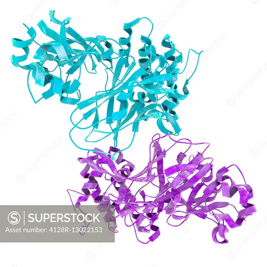 Molecular structure of diphtheria toxin, secreted by the bacterium Corynebacterium diphtheriae.