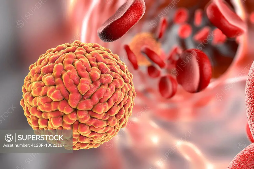 Zika virus, computer illustration. This is an RNA (ribonucleic acid) virus from the Flaviviridae family. It is transmitted to humans via the bite of a...