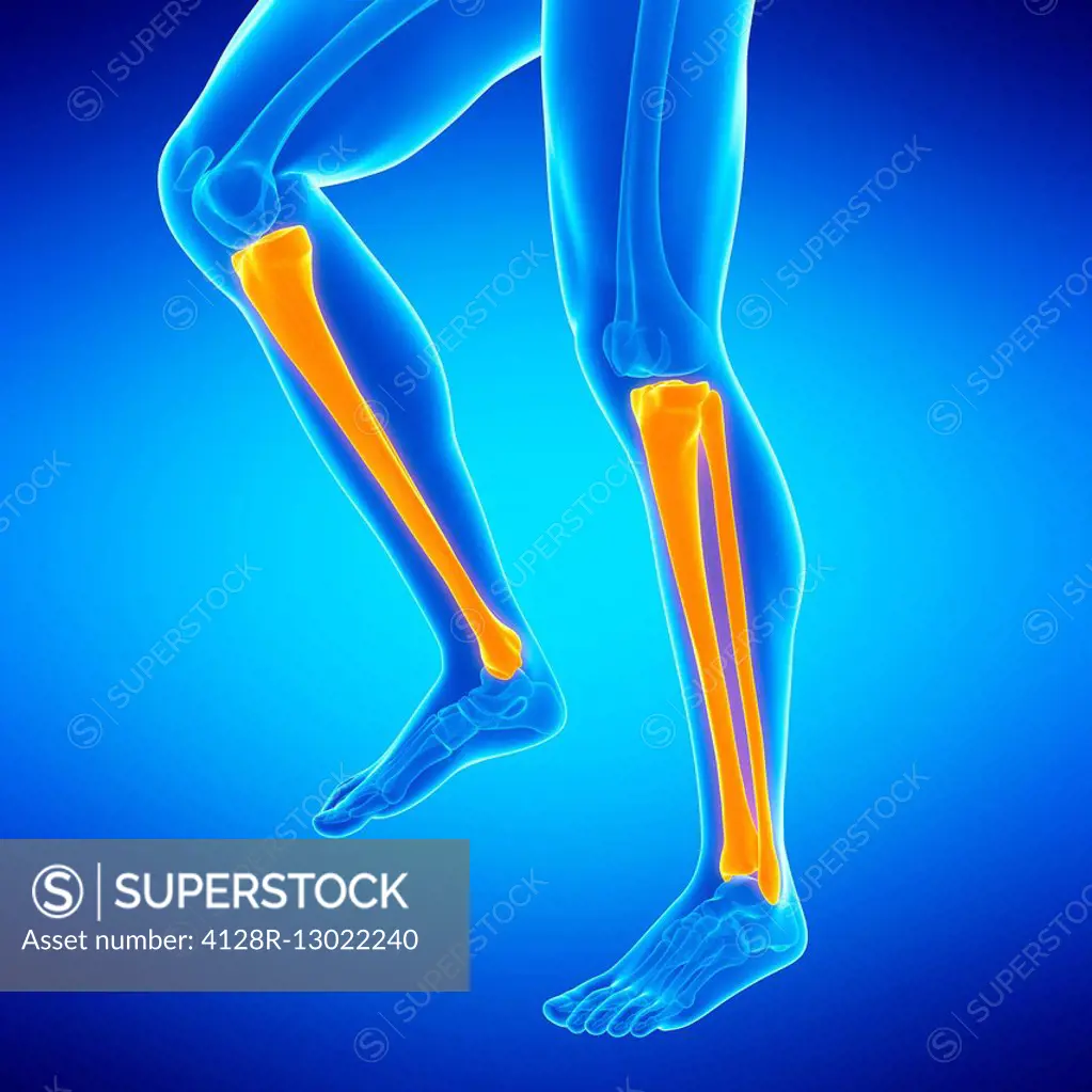 Human lower leg bones, illustration.