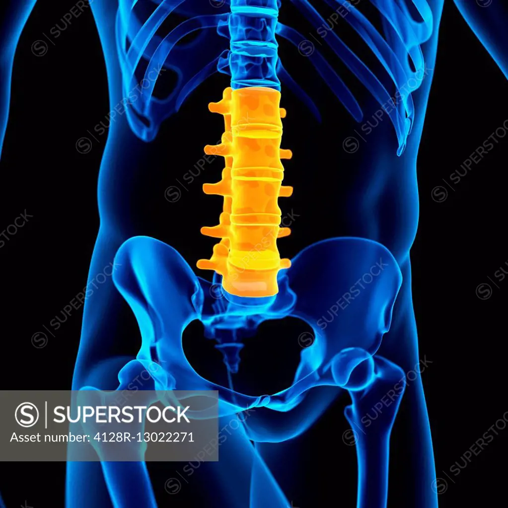 Human lumbar spine, illustration.