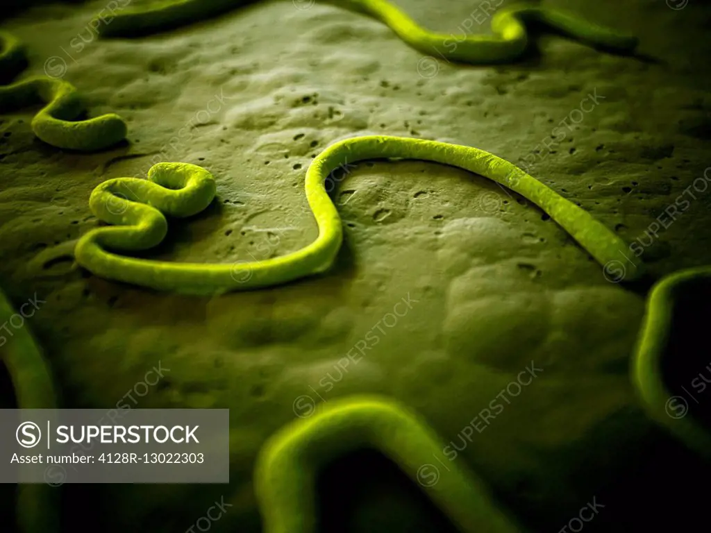 Ebola virus, illustration.