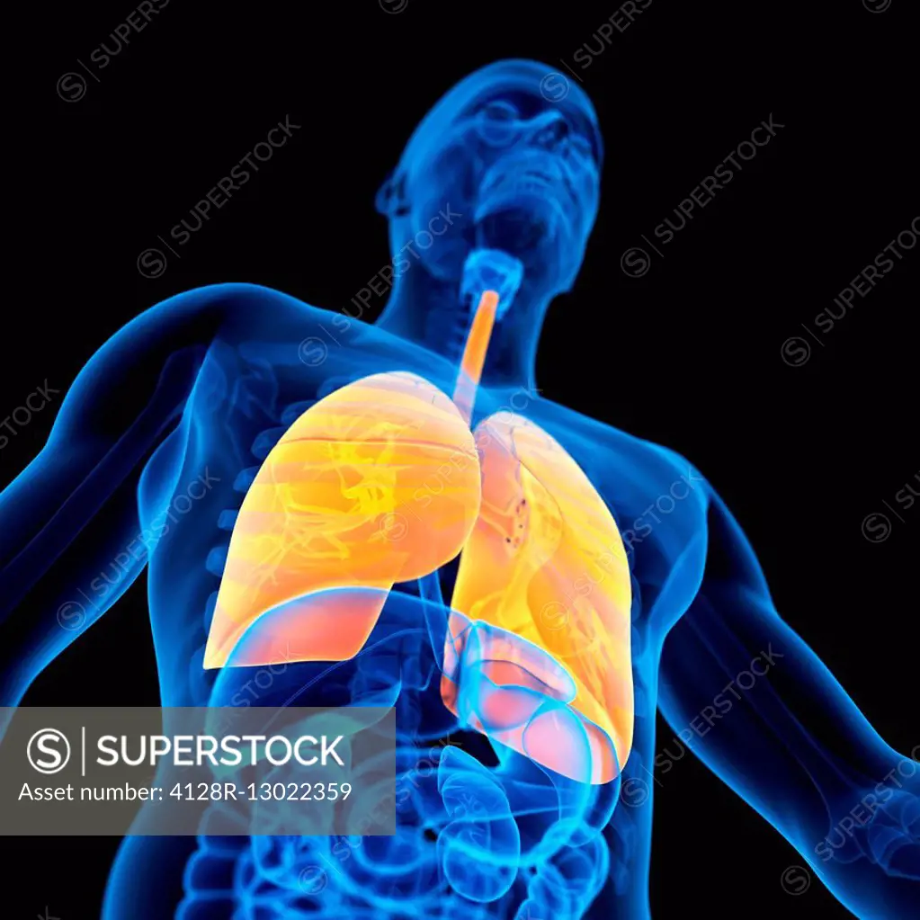 Human lungs, illustration.