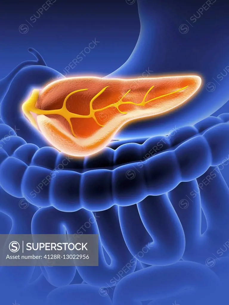 Cross section of human pancreas, showing the pancreatic duct. Also visible are part of of the stomac, gall blader and large and small intestine. Compu...