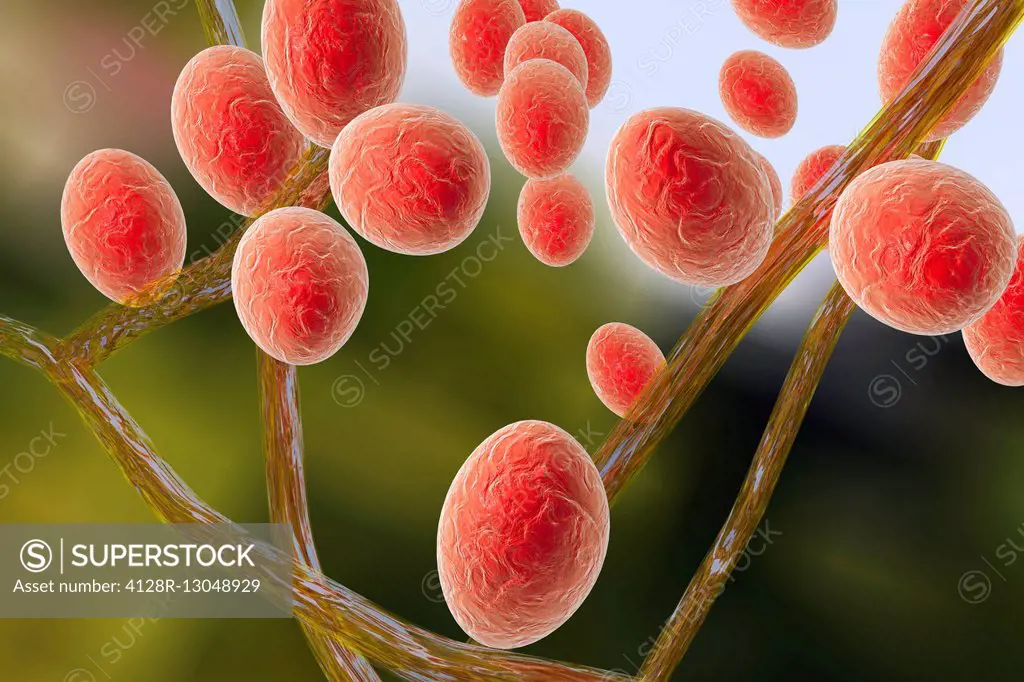 Computer illustration of Trichophyton mentagrophytes, the cause of athlete's foot (tinea pedis) and scalp ringworm (tinea capitus). Both of these cont...