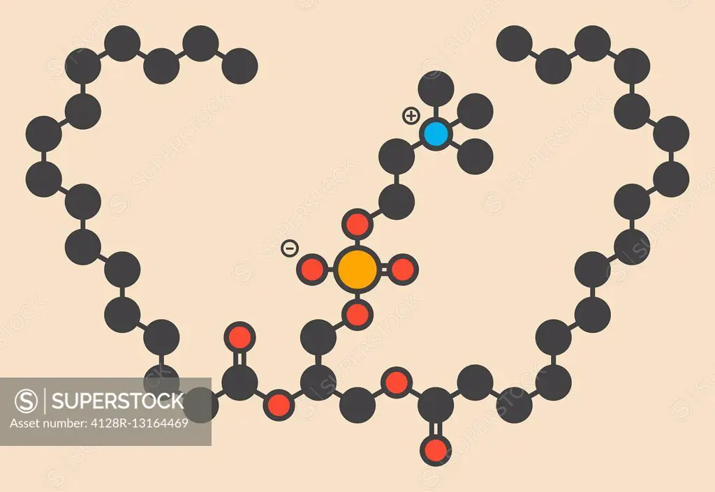 DPPC pulmonary surfactant molecule. Chemical structure of dipalmitoylphosphatidylcholine (DPPC) the major constituent of lung surfactant. Stylized ske...