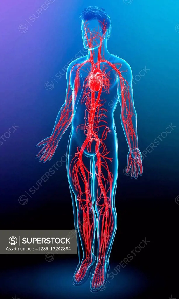 Human vascular system, illustration.