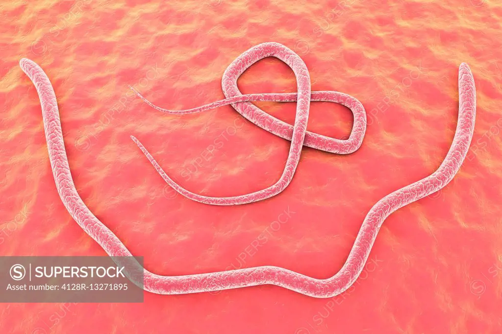Parasitic nematode worm (Ascaris lumbricoides), computer illustration. A. lumbricoides is a parasite of the human intestine. Female roundworms can lay...