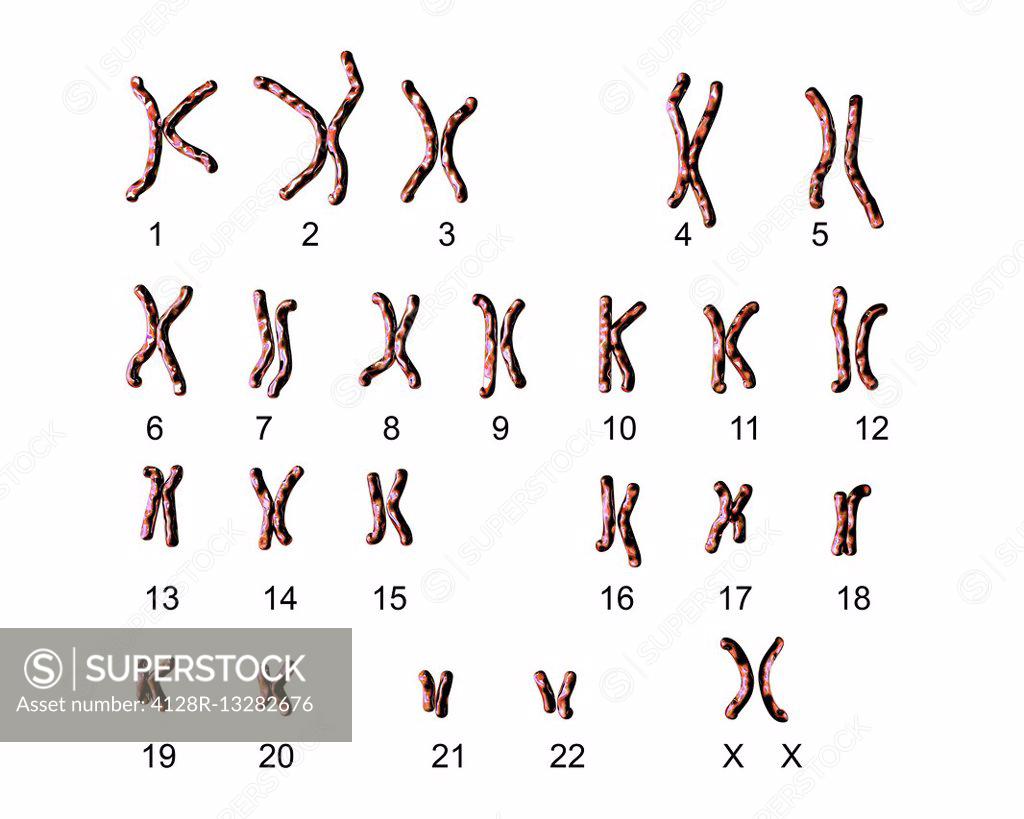 Computer Illustration Of A Normal Male Karyotype The Full Complement   4128R 13282676 