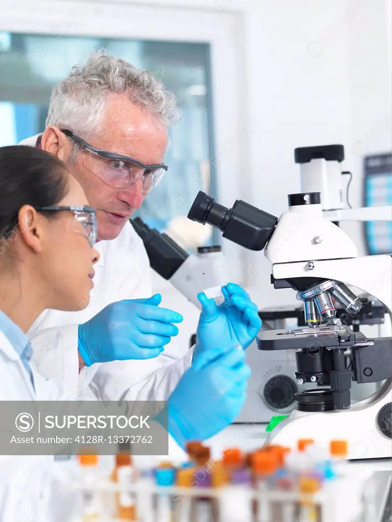 MODEL RELEASED. Scientist preparing to view a blood sample under a microscope in laboratory for medical testing.