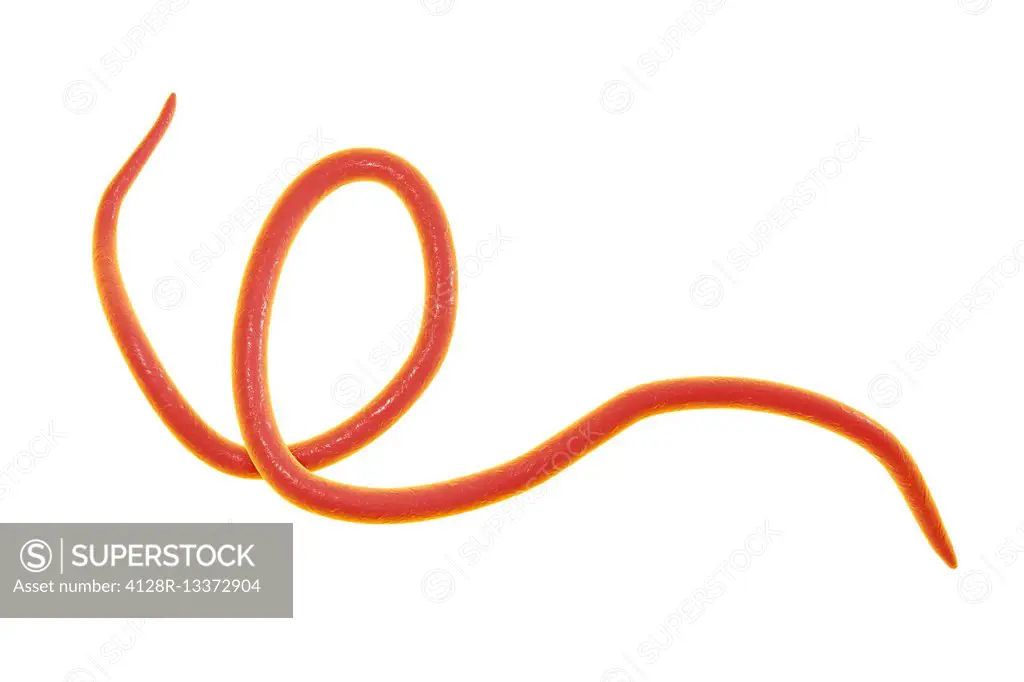 Threadworm, computer illustration. Threadworms are nematode worms that parasitize the large intestine and caecum of many animals. In humans they cause...