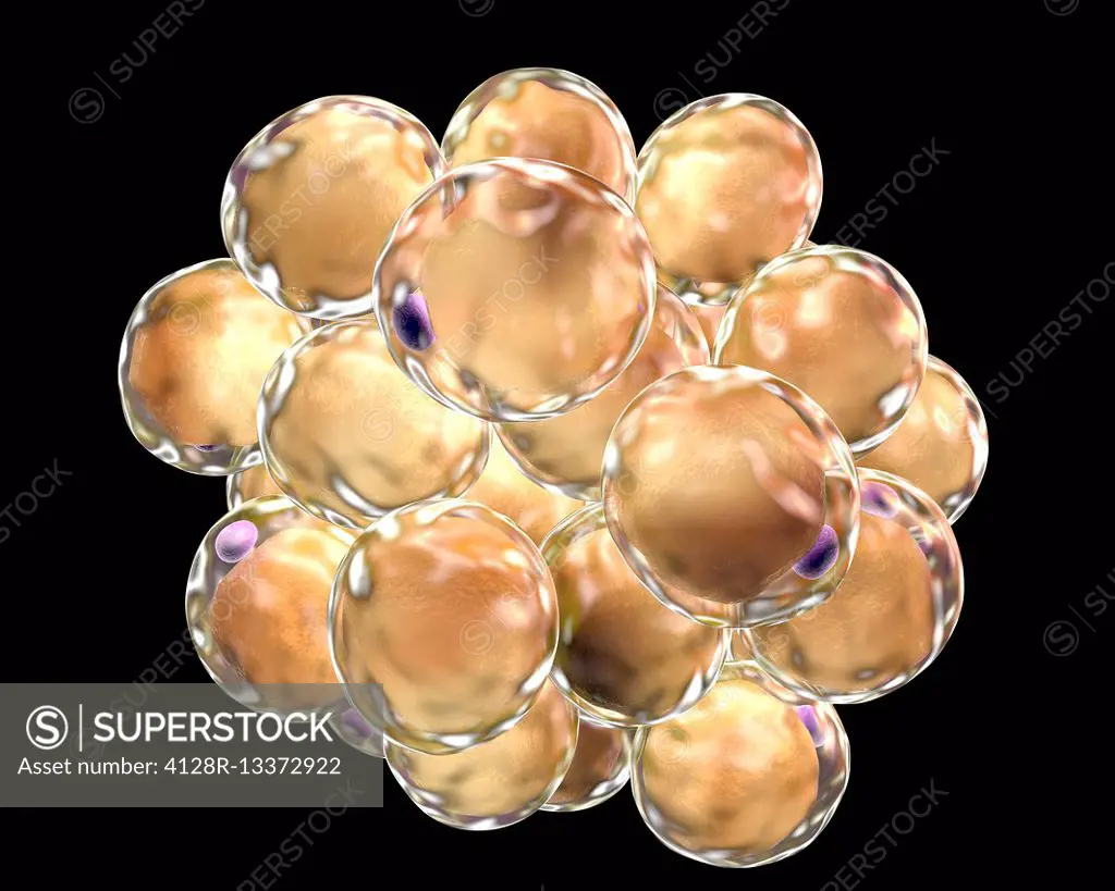 Fat cells, computer illustration. White adipose tissue composed of adipocytes (fat cells). Adipocytes form adipose tissue, which stores energy as an i...