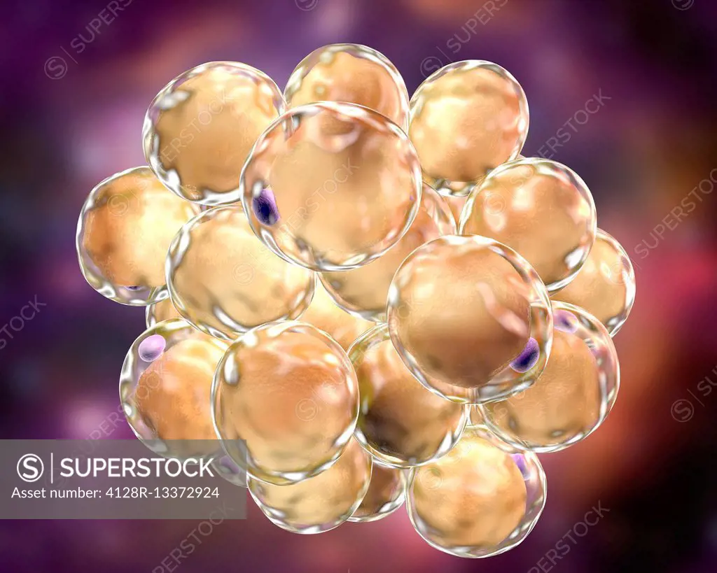 Fat cells, computer illustration. White adipose tissue composed of adipocytes (fat cells). Adipocytes form adipose tissue, which stores energy as an i...