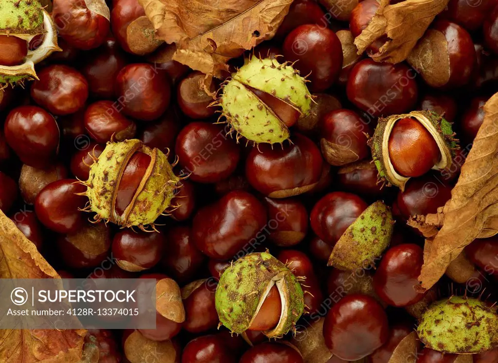 Conkers, full frame.