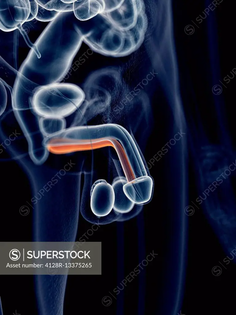 Male penis - SuperStock