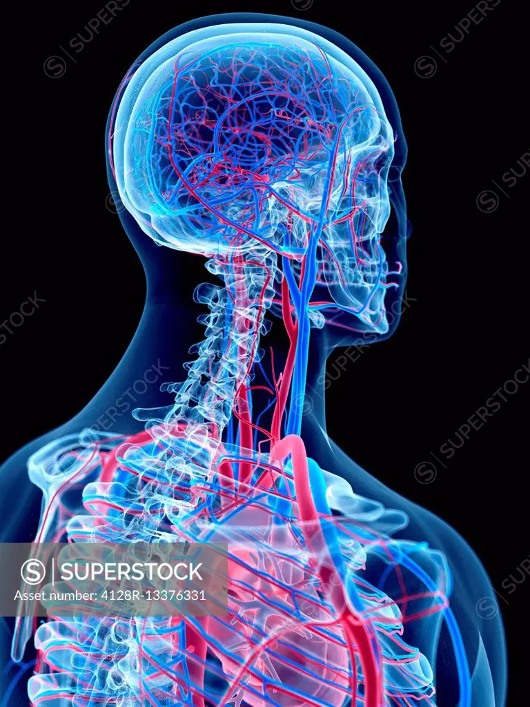 Vascular system of head and neck