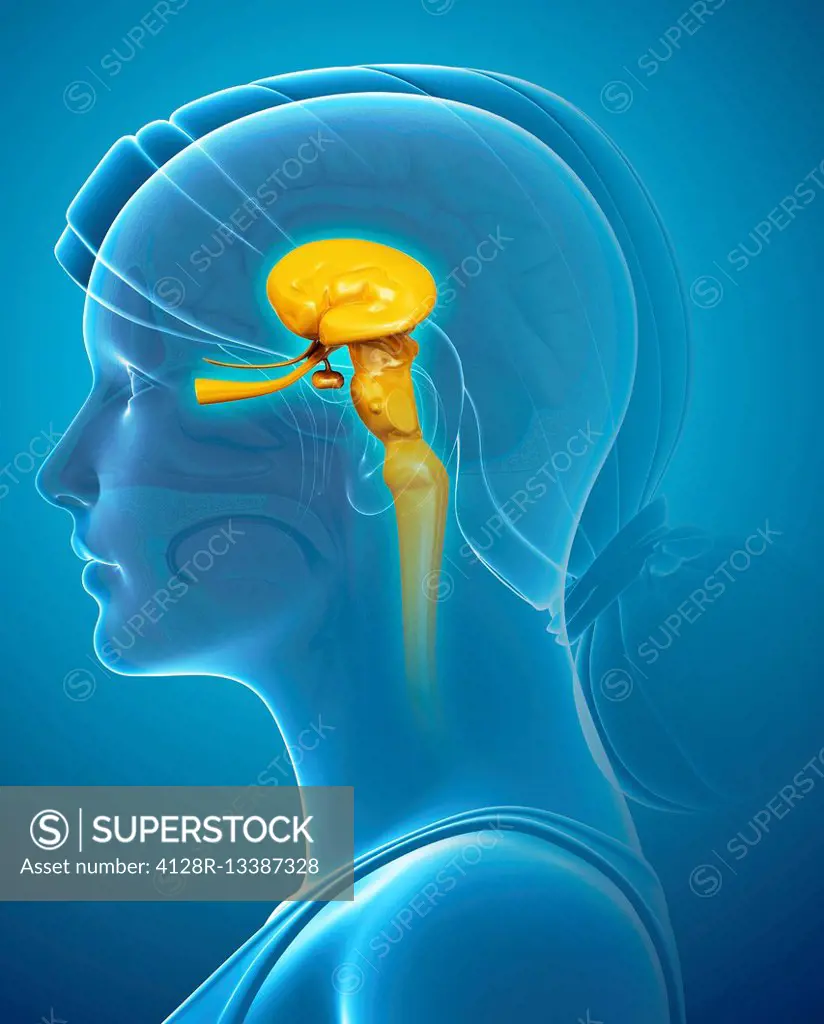 Illustration of midbrain anatomy.