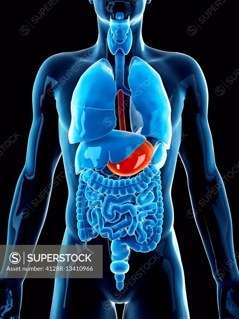 Human stomach