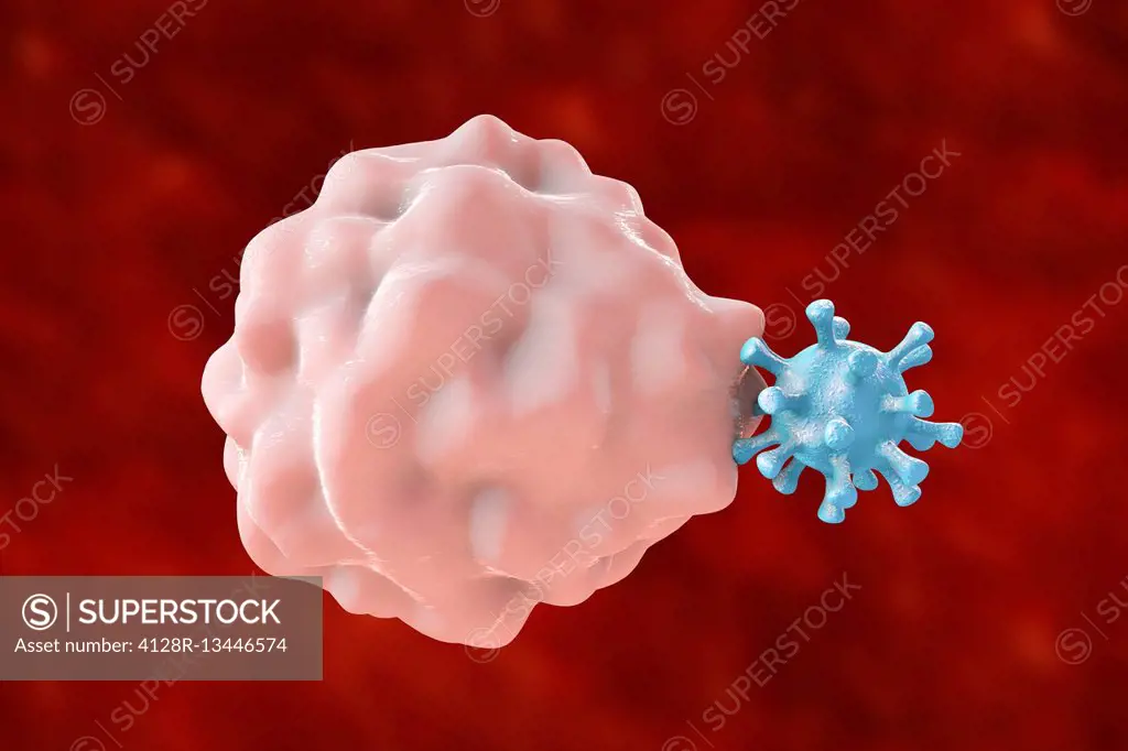 Computer illustration of phagocytosis-like uptake of a virus by a host cell; the first stage of viral infection of the host cell. This type of viral e...