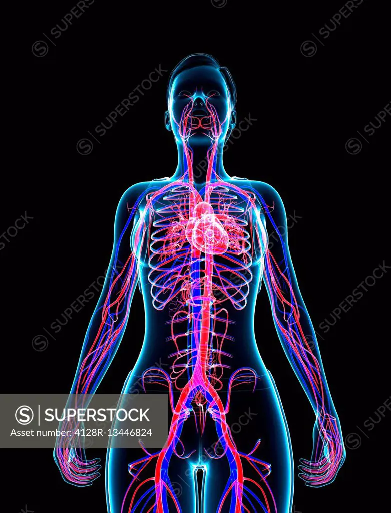 Illustration of female circulatory system.