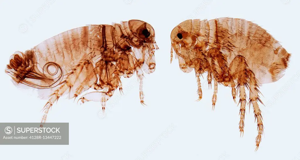 Human fleas. Light micrograph (LM) of a male (left) and female human flea (Pulex irratans). Fleas are wingless and flattened from side to side, which ...