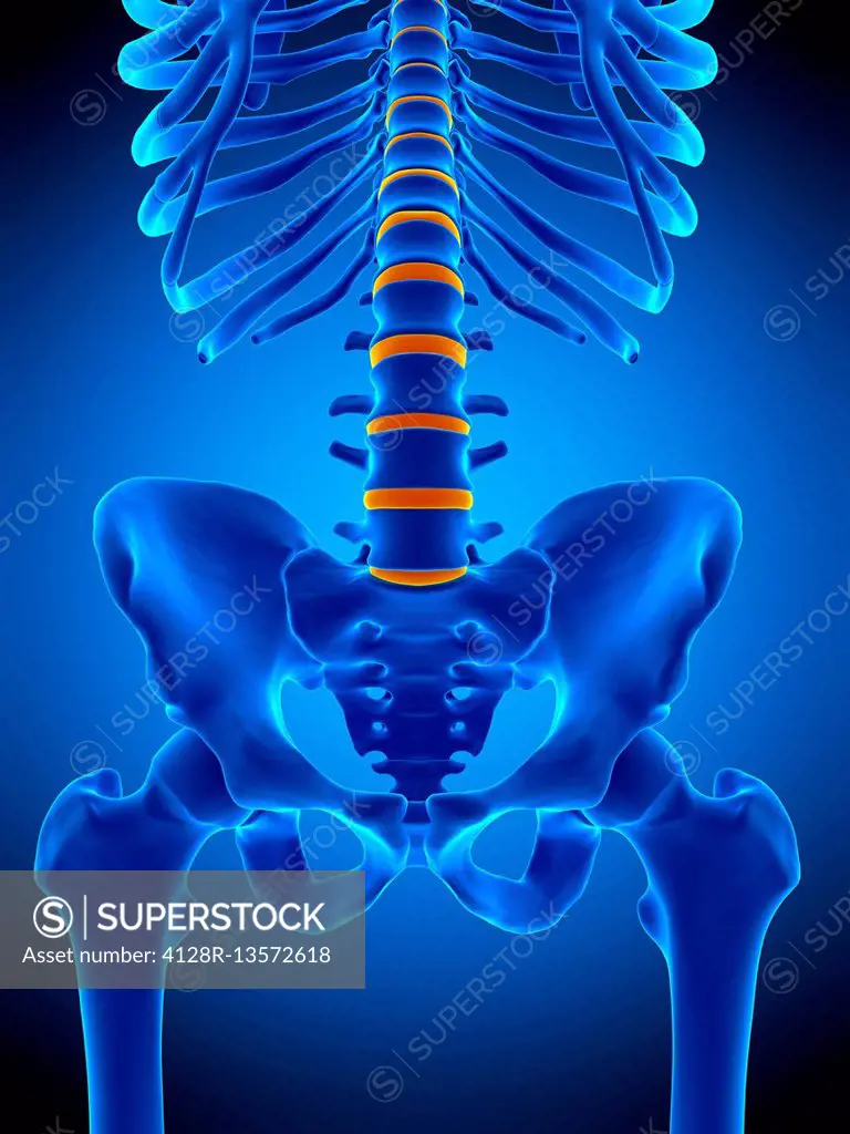 Illustration of the intervertebral discs.