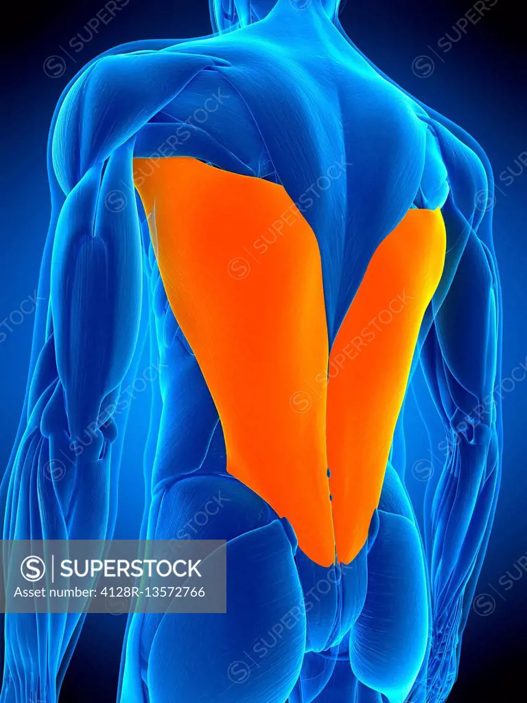 Illustration of the latissimus dorsi muscle.